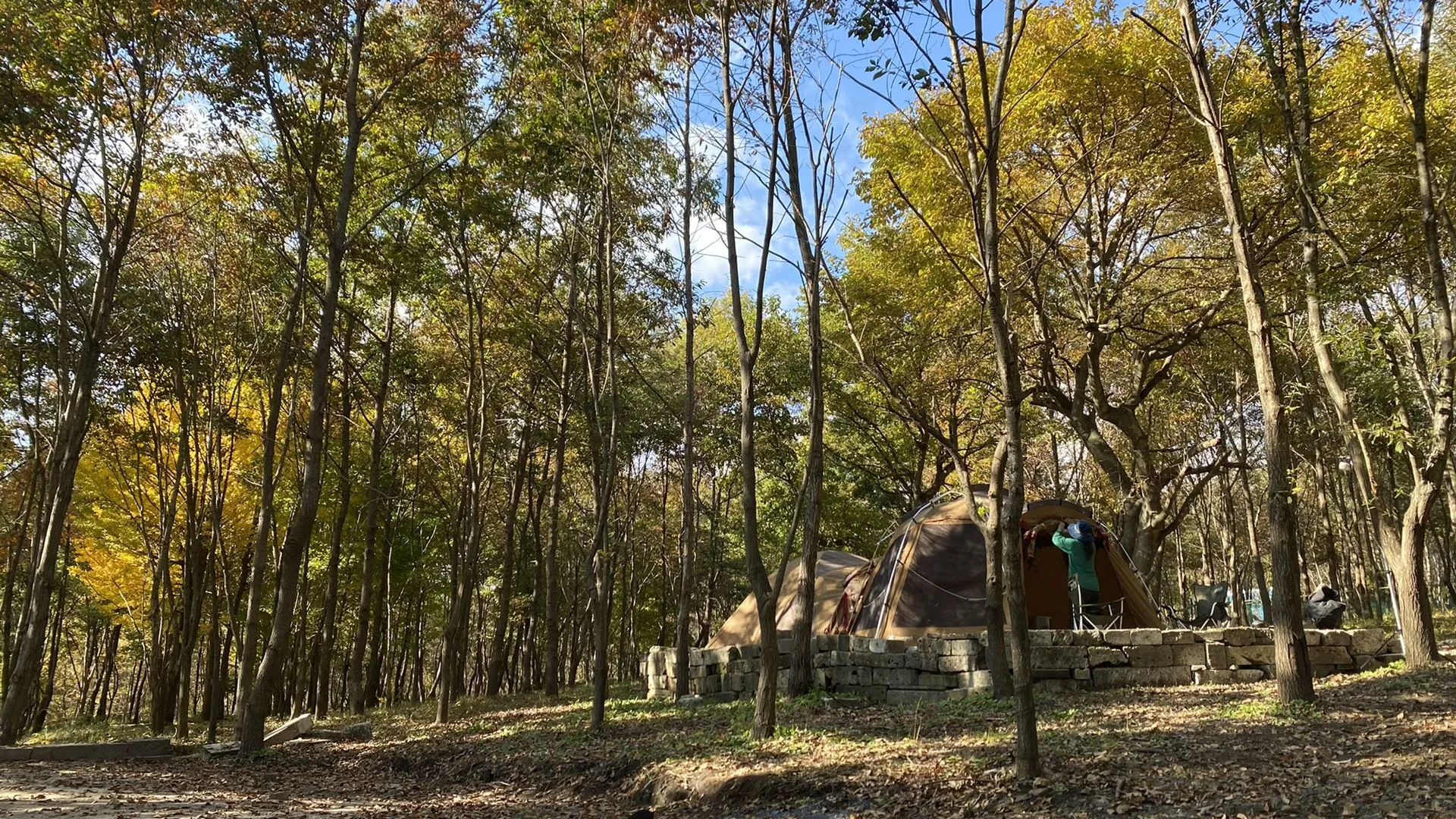 ライトフォレスト